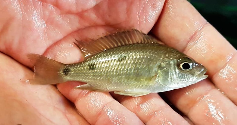 Copadichromis insularis 'Chidunga Rocks'